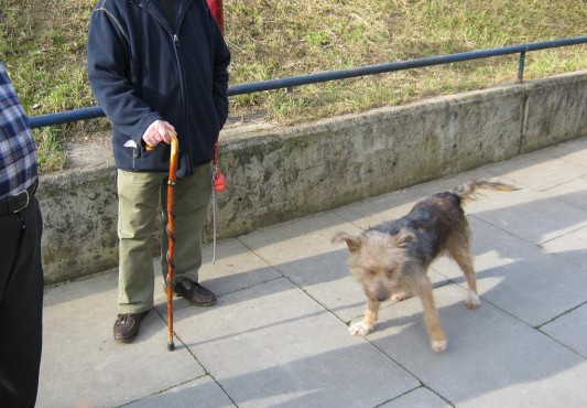 Perro suelto junto a su dueño