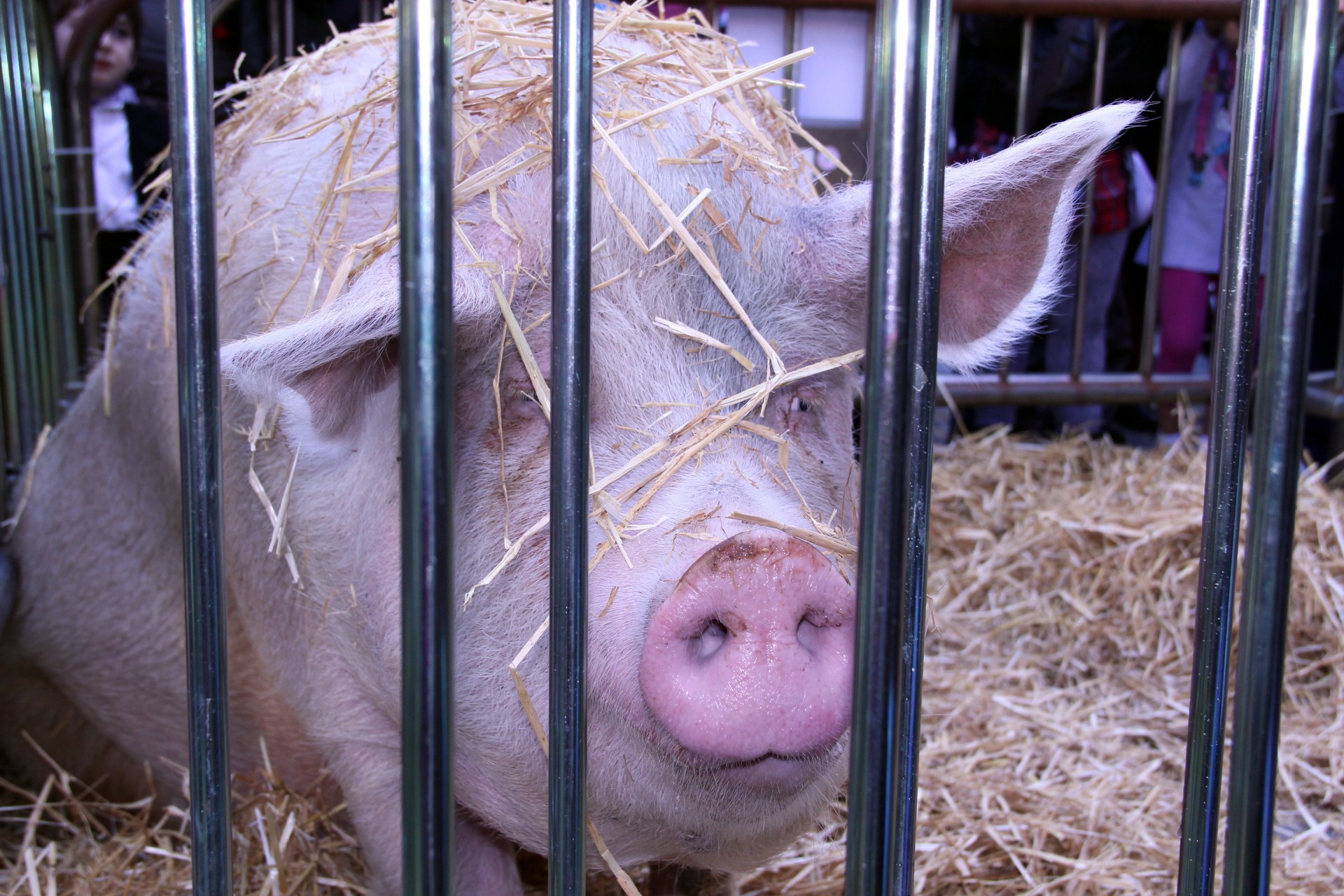 El cerdo, protagonista de la feria
