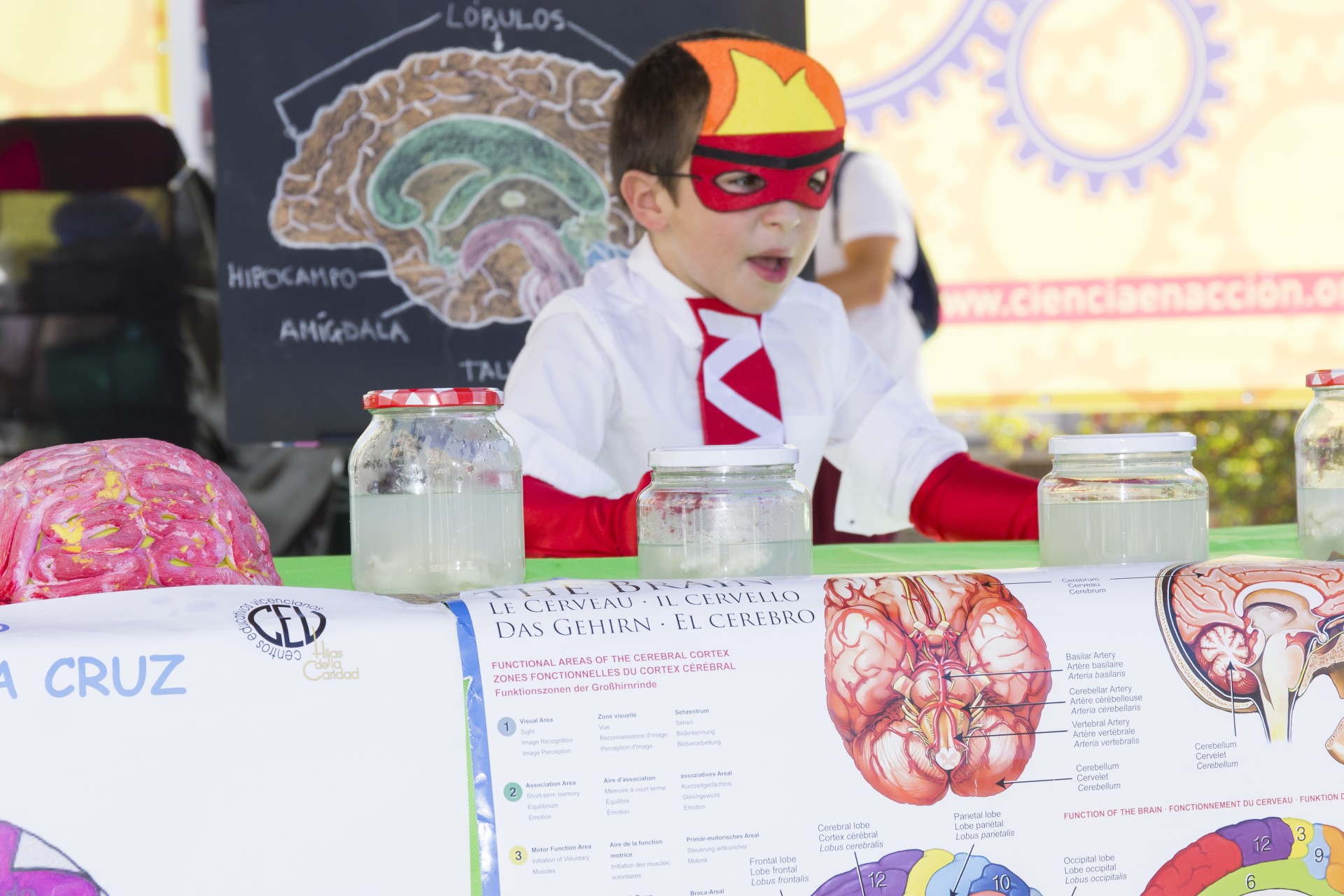 El cerebro, una fábrica de emociones El cerebro, una fábrica de emociones