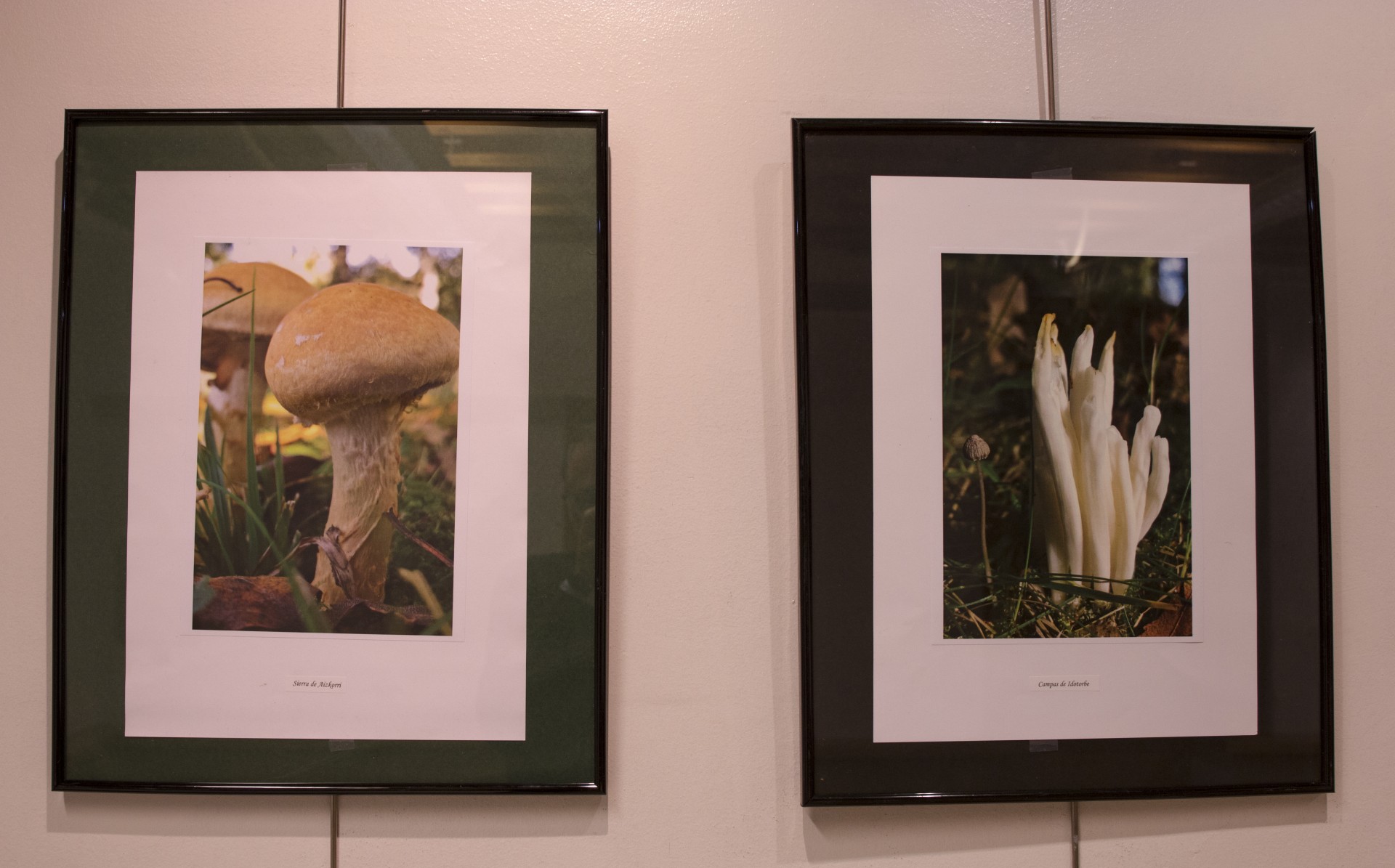 Exposición de fotografía micológica Exposición de fotografía micológica