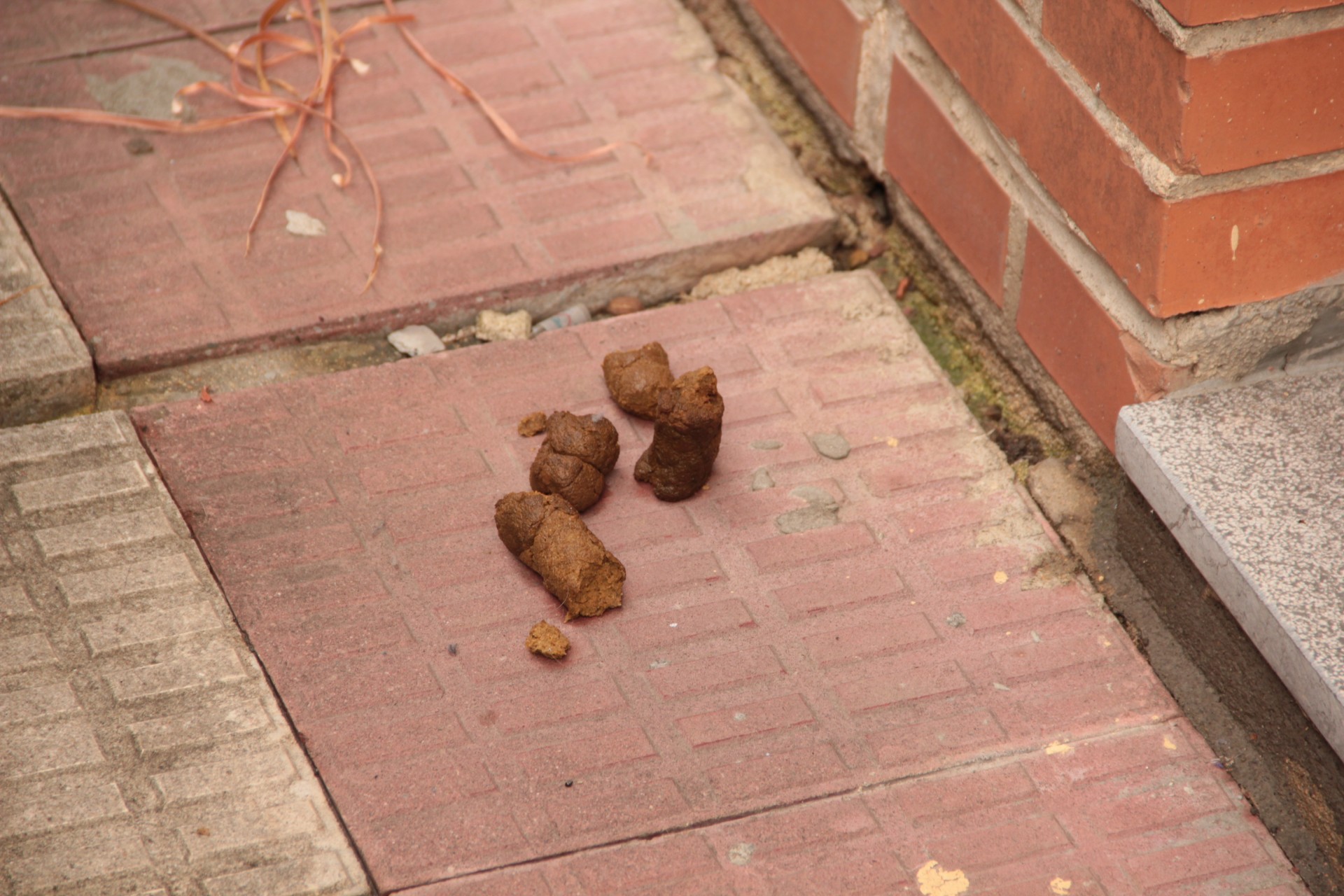 KK de perro. Defecaciones en la vía pública.