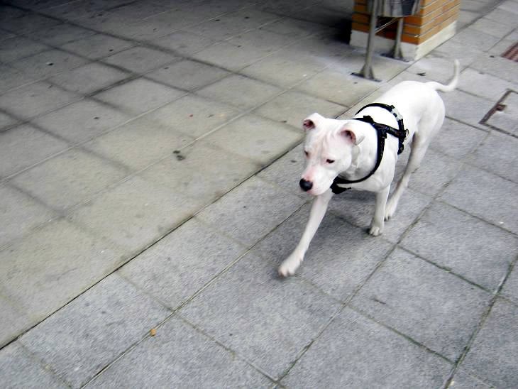 Un anima sueltto en la calle