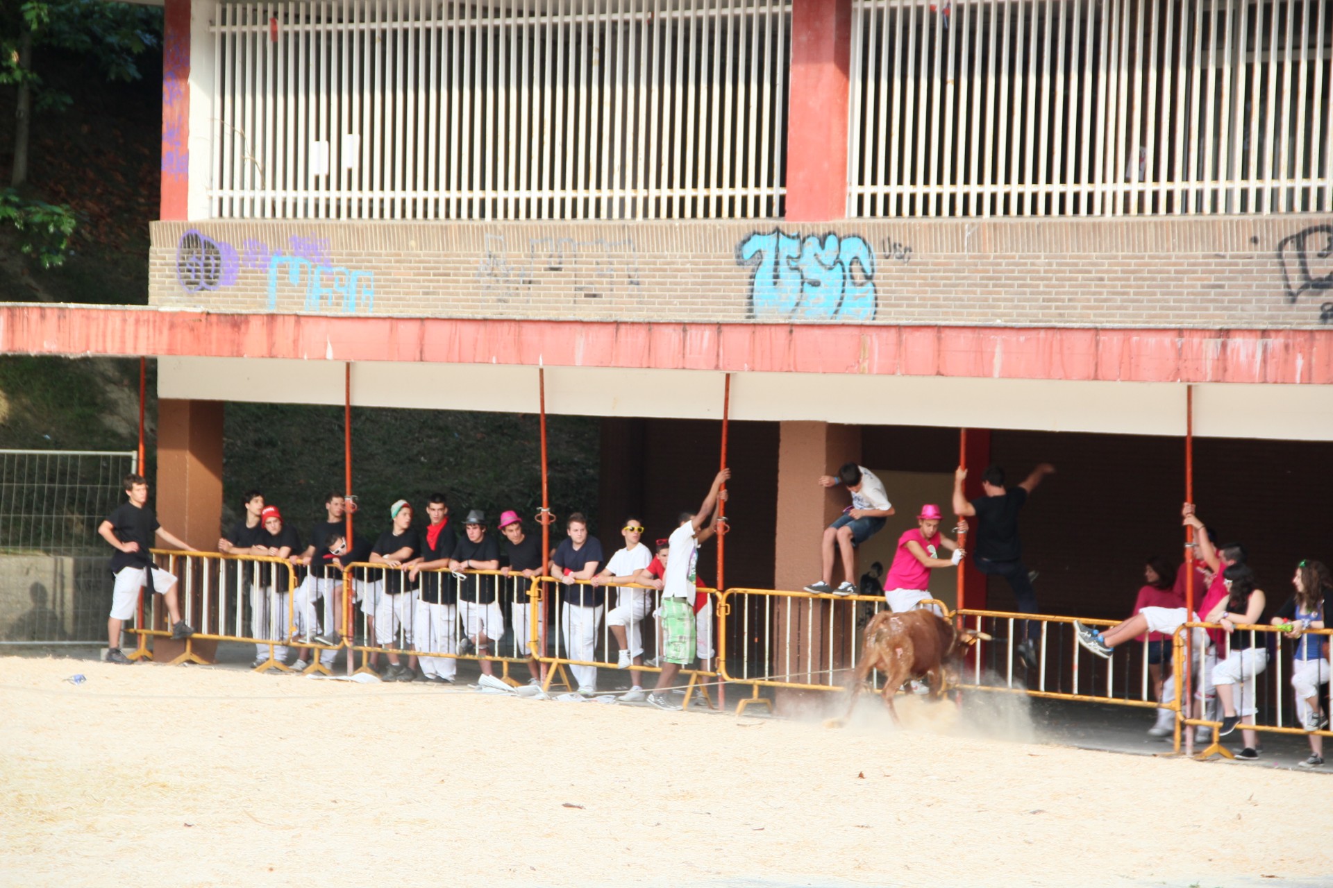 Una vaquilla intentando coger a un jóven